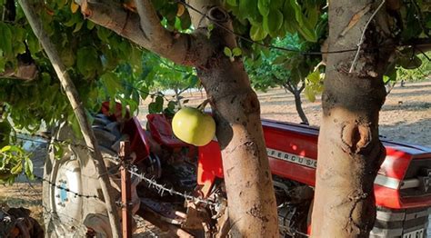 B­u­ ­a­ğ­a­c­ı­n­ ­m­e­y­v­e­s­i­ ­g­ö­v­d­e­s­i­n­d­e­